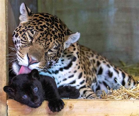 Rare Black Baby Jaguar Born at The Big Cat Sanctuary in England