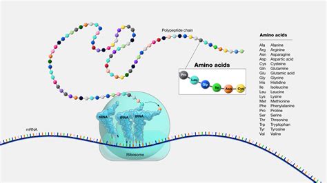 Amino Acids