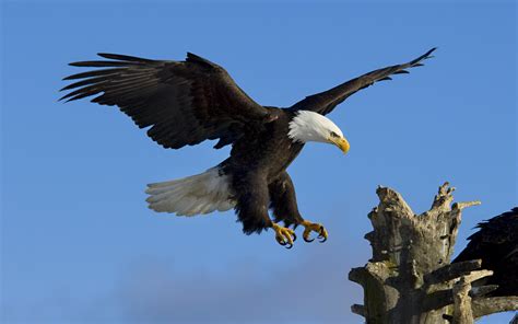 Download Animal Bald Eagle HD Wallpaper