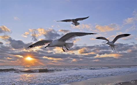 Seagulls in Ocean City, Maryland