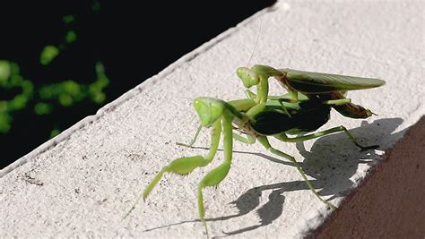 male female praying mantis mating ritual Stock Footage Video (100% Royalty-free) 1017411490 ...