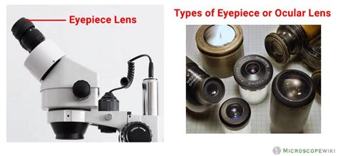 Parts of the Microscope (Labeled Diagrams) - Simple and Compound Microscope