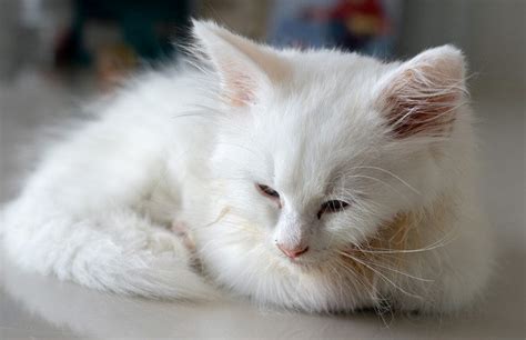 Feline Panleukopenia: Symptoms, Transmission, Treatment & Prevention