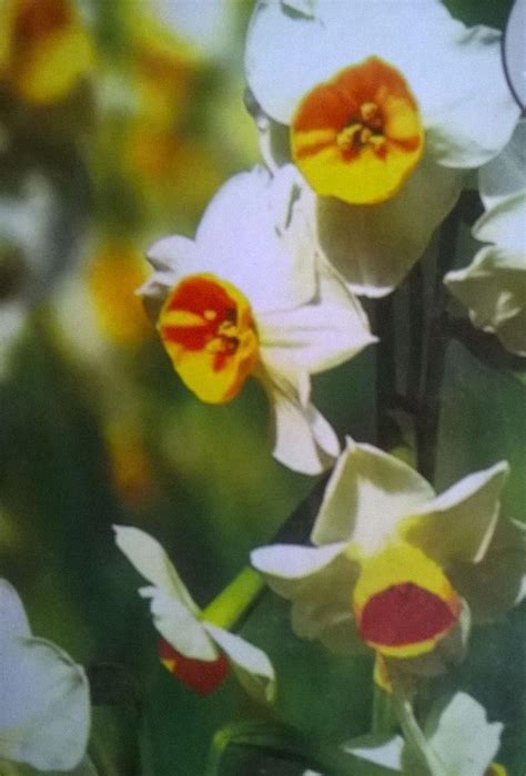 Nargis (Narcissus )Flower Bulbs (pack of 10) — ChhajedGarden.com