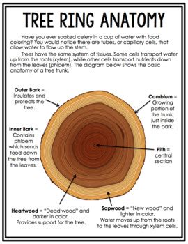 Dendrochronology Lesson and Lab by Science Lessons That Rock | TPT