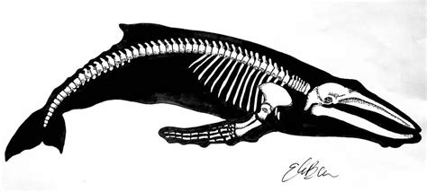 Skeleton Drawings, Skeleton Tattoos, Skeleton Art, Drawing Simple, Whale Drawing, Whale Tattoos ...