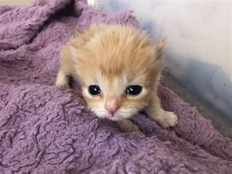 Baby Orange Kittens, Orange Cats, Baby Kittens, Kittens Cutest, Cute ...