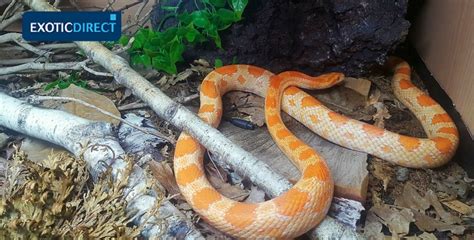 Corn Snake Feeding Schedule