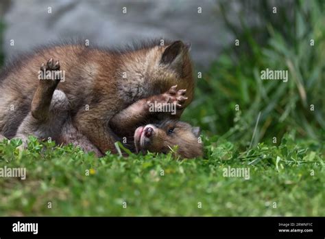 Red fox cubs Stock Photo - Alamy