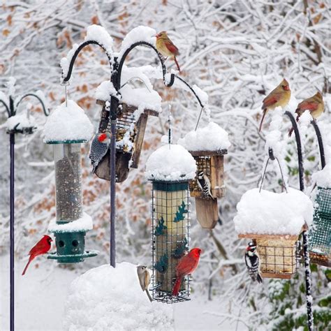 Feeding Birds - Birds and Blooms