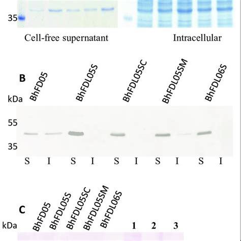 SDS-PAGE and Western blot analysis of cell culture supernatants of B ...