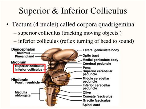 PPT - Chapter 14 The Central Nervous System PowerPoint Presentation, free download - ID:292396