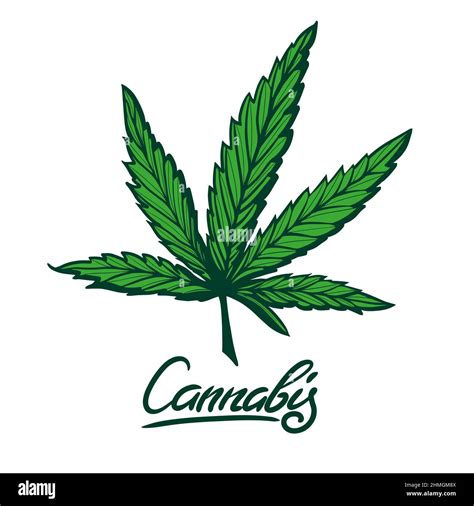 Cannabis Leaf Vector Sketch illustration. Hand Drawn Marijuana Leaf Logo Stock Vector Image ...