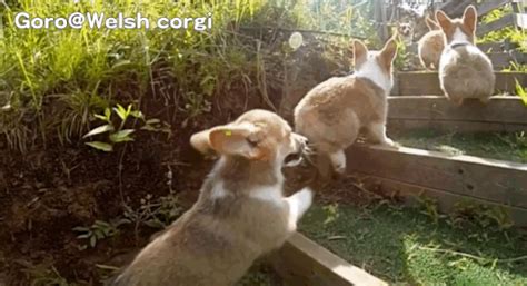 Corgi Puppies Running In Slow Motion Will Overwhelm You With Cuteness ...