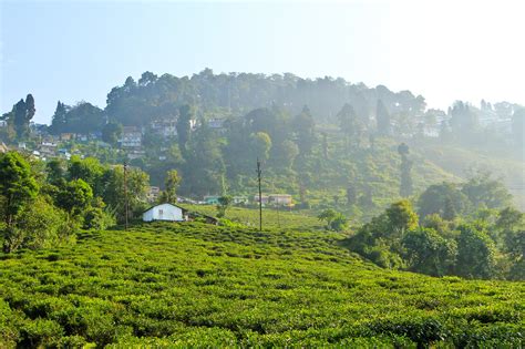 Happy Valley Tea Estate - One of the Top Attractions in Darjeeling, India - Yatra.com