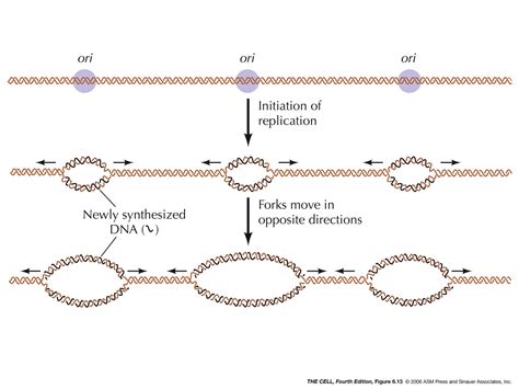 Replication Origin; ori Region; Origin of Replication