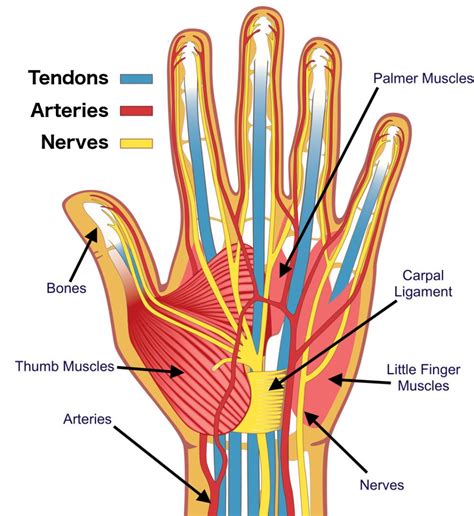 hand-anatomy | Designing for People