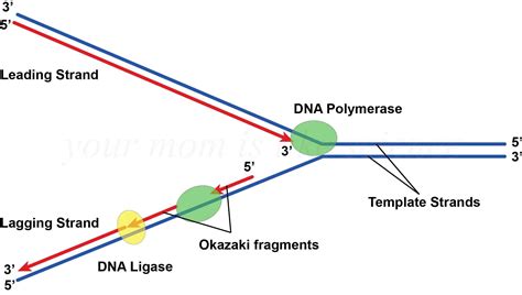 Leading strand and lagging strand of dna