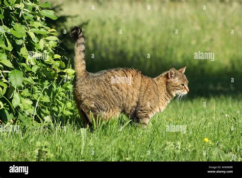 domestic cat marking its territory Stock Photo - Alamy