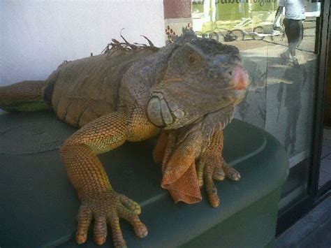 Iguana Mexicana | Iguana, Mexicano