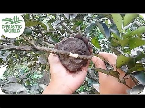 How to Marcot Calamansi, Calamondin Air Layering - YouTube