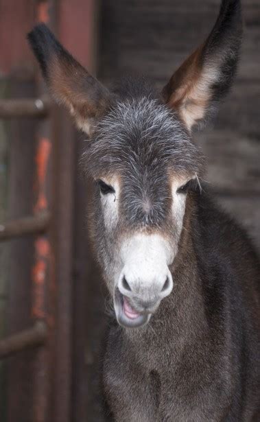 Donkey Funny Face Free Stock Photo - Public Domain Pictures