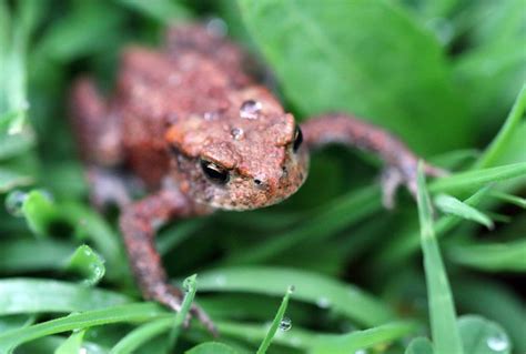 Toad Small Macro - Free photo on Pixabay - Pixabay