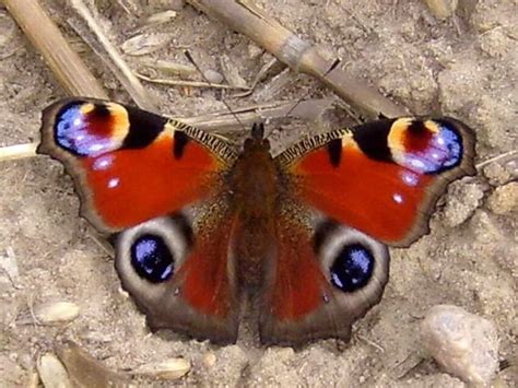 Free picture: insect, peacock, butterfly