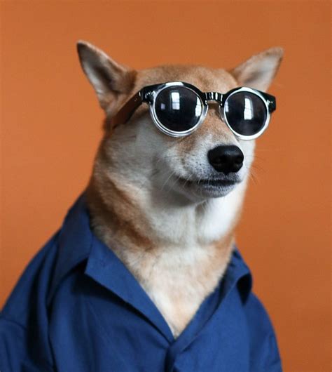 Menswear Dog : Photo | Menswear dog, Dog fashion photography, Famous dogs