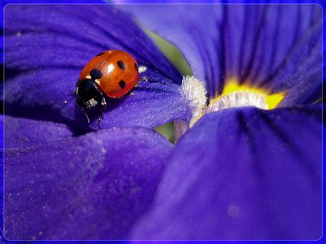 ladybug in blue WP by webcruiser on DeviantArt