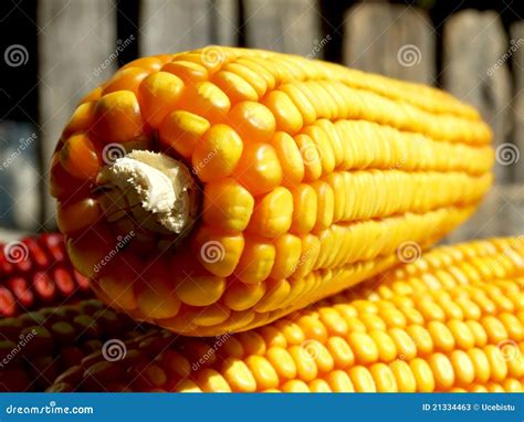 Corn Seed Stock Photos - Image: 21334463