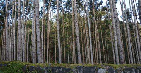 Yercaud - Best Time to Visit | Places To Visit - Sterling Resorts