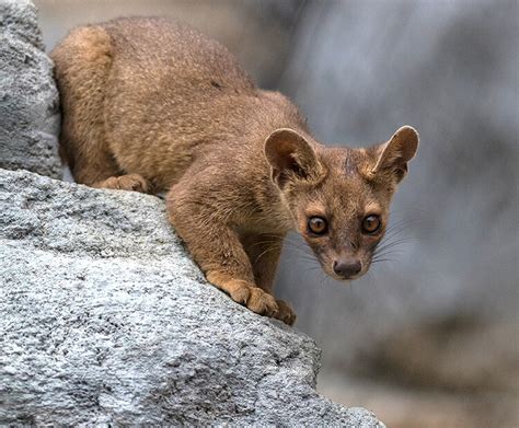 Fossa | San Diego Zoo Kids