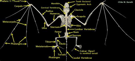 BIO370-Mammal Skeleton | Animal skeletons, Mammals, Bat skeleton