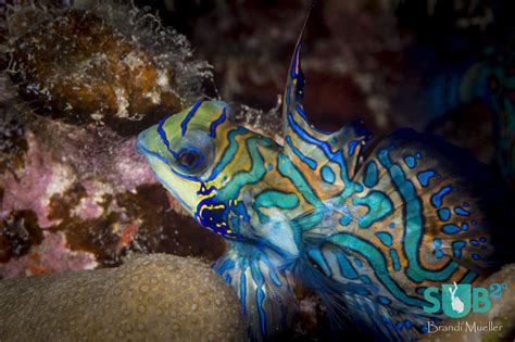 Mandarinfish-The Courtship Dance | Scuba Diving Blog