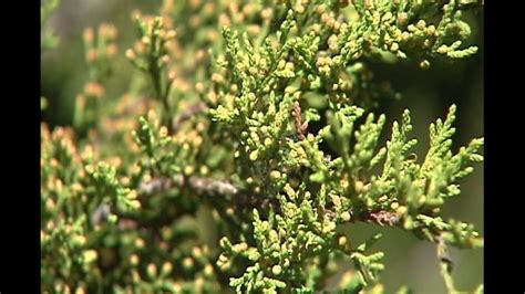 Mountain cedar season nears end, other allergens roll out