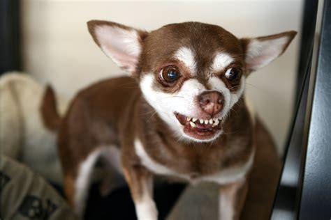 Bared Teeth in Dogs: Aggression or Smiling?