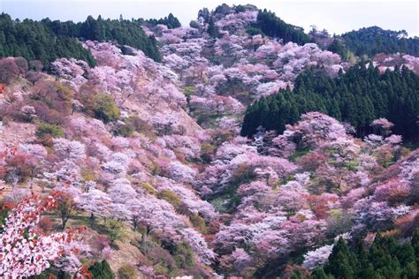 Mt. Yoshino is one of the most famous cherry blossom viewing spots in ...