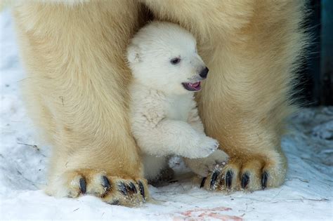 Polar Bear Cub at Novosibirsk Zoo in Russia | Time