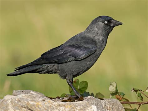 Eurasian Jackdaw - eBird