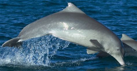 Meet The Australian Humpback Dolphin, A Recently Discovered Species That May Already Be ...