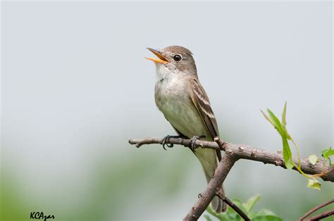 Willow Flycatcher, "The Little Green Bird" — BBA