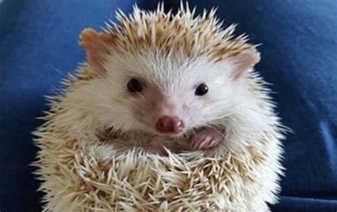 14 Funny Hedgehog Memes That Will Make You Smile - PetPress