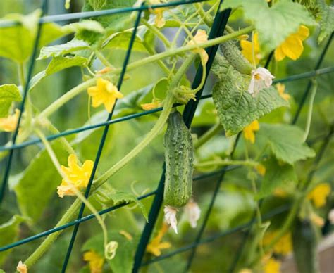 A Complete Guide To Growing Cucumbers In Containers - Off Grid World