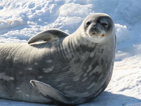 male grey seals - Google Search | Antarctic animals, Sea lion, Arctic animals