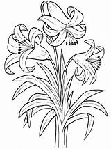 Printable Lily Flower Coloring Pages & coloring Book sketch template