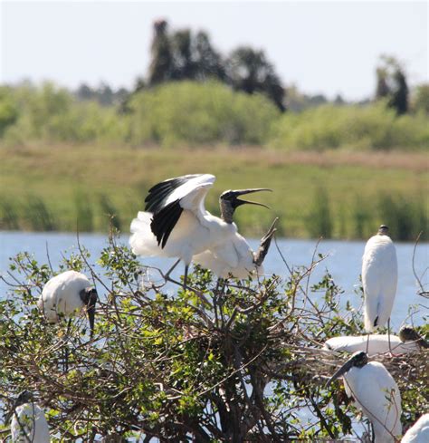 Wildlife | City of Lakeland