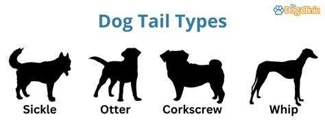 Why Do Dogs Have Tails? 5 Surprising Reasons