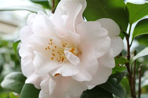 Camellia Flower Meaning - Flower Meaning