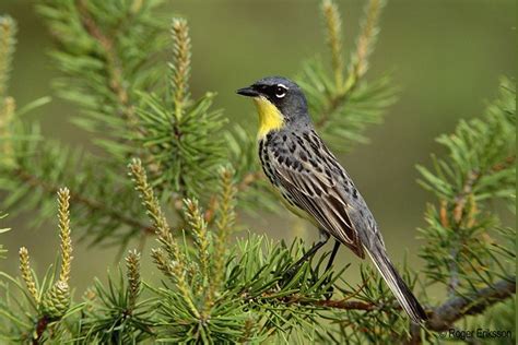 Kirtland's warbler - Alchetron, The Free Social Encyclopedia